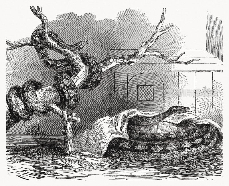 孵球蟒(python regius)，木刻，1868年出版